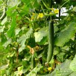 【5分でわかる】支柱ネット。キュウリなどつる性植物栽培の必須アイテム