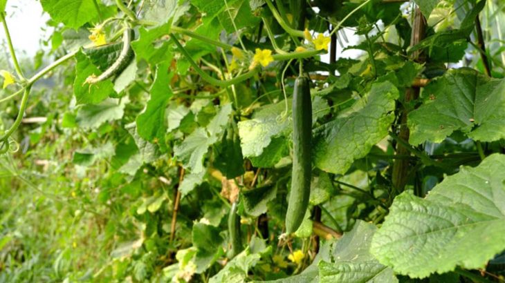 【5分でわかる】支柱ネット。キュウリなどつる性植物栽培の必須アイテム