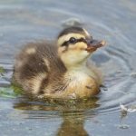 アイガモ農法に必須！子ガモを守る防獣ネットの活用法