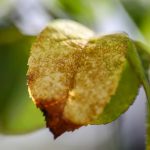 【新しいハダニ対策】ハダニの発生を可視化し、駆除のタイミングを逃さない