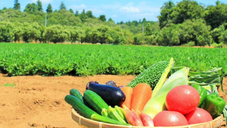 6月～7月からでも間に合う！短時間で育つオススメ野菜【家庭菜園にも最適】