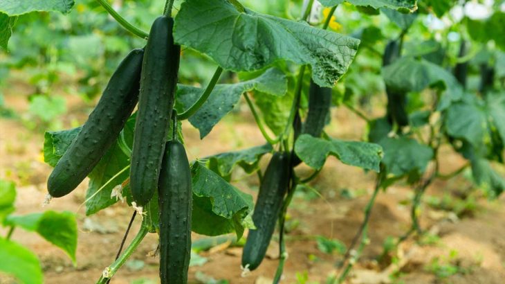 食べても安全？耐病性品種の野菜｜うどん粉病に強いきゅうりなど