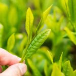 茶棚ってなに？被覆栽培でおいしいお茶作り｜かぶせ茶,碾茶,玉露