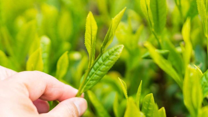茶棚ってなに？被覆栽培でおいしいお茶作り｜かぶせ茶,碾茶,玉露