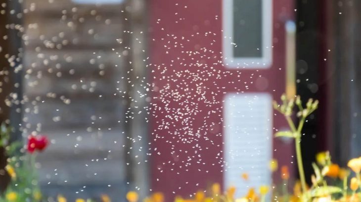 万博騒然！大量発生するユスリカの人体や農作物への被害、影響は？