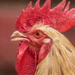 【鳥頭】実は人間以上？鳥の記憶力を科学が解析。あのニワトリでさえ？