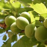 クビアカツヤカミキリ対策│桃・梅・桜を特定外来生物から守れ！