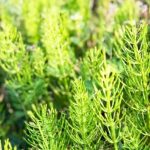 千切れるたびに増える？厄介なスギナの駆除方法は【通称、地獄草…】