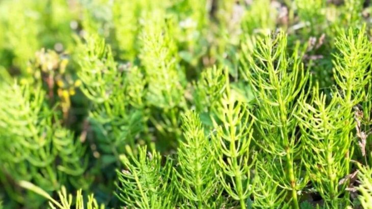 千切れるたびに増える？厄介なスギナの駆除方法は【通称、地獄草…】