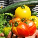 7月～8月の種まきにオススメ！暑さに強い野菜【真夏の家庭菜園】