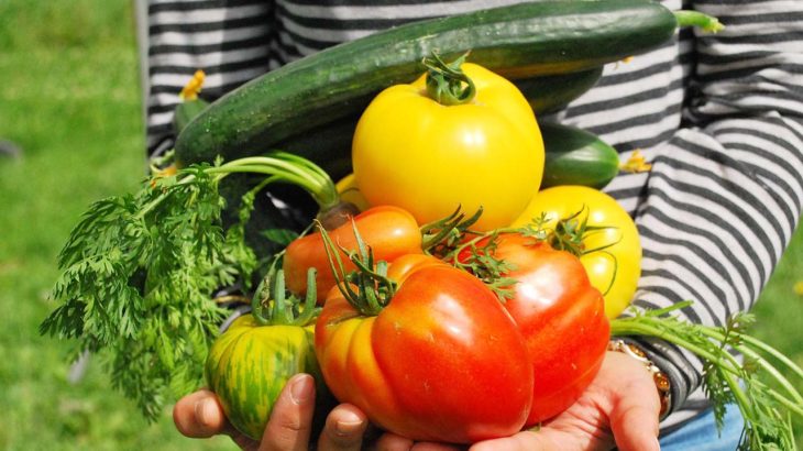 7月～8月の種まきにオススメ！暑さに強い野菜【真夏の家庭菜園】