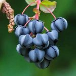 8月～9月は毒草の最盛期！トリカブトやドクゼリなど三大毒草の開花にも注意！