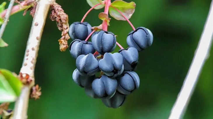 8月～9月は毒草の最盛期！トリカブトやドクゼリなど三大毒草の開花にも注意！