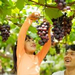 【2025年夏】絶対に損できない果物狩りが、そこにはある