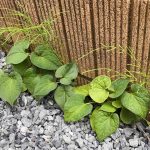 防草シート失敗談！俺みたいになるな！【意外な落とし穴と注意点】