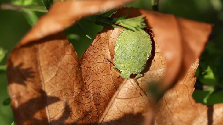 カメムシ対策に防虫網が有効！雨不足の夏、2025年の最新情報
