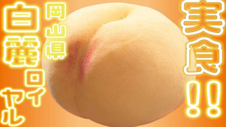 【ふるさと納税】白麗ロイヤルを実食！岡山が誇る白桃の真髄