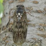 セミは害虫？知られていないセミの生態と果樹の被害