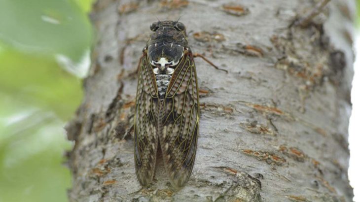 セミは害虫？知られていないセミの生態と果樹の被害