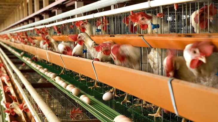 【防疫ネット】豚熱・鳥インフルなどの伝染病予防に、非オーダーだから迅速設置