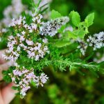 10月・11月が植え時！秋の香るハーブ5選＆活用法