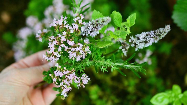 10月・11月が植え時！秋の香るハーブ5選＆活用法