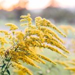 秋の花粉症はブタクサ・ヨモギ？原因植物と対策