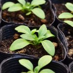 苗植えの負担を軽減する特許技術搭載！スピード苗トレー