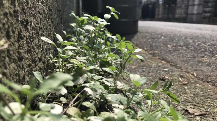 三大雑草はスギナ、ドクダミ、あと一つは？それぞれの対処法を解説！