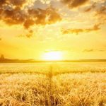 世界の農耕神・農業神まとめ｜大地と実りを司る神々の物語