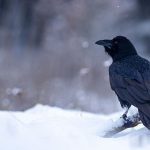鳥の被害は冬に増える！こんなに寒いのに…作物を守る効果的な対策は？