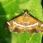 コスパも防虫効果も抜群！LED防蛾灯に今すぐ交換すべき理由とは？