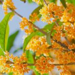 キンモクセイの香りはどこから？｜食べ方の文化と言葉の歴史