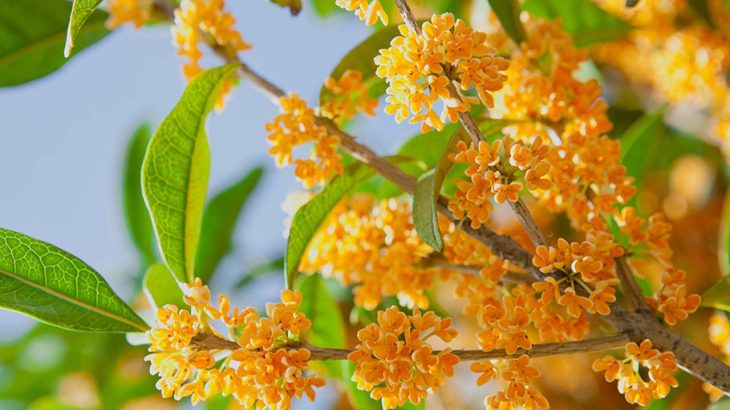 キンモクセイの香りはどこから？｜食べ方の文化と言葉の歴史