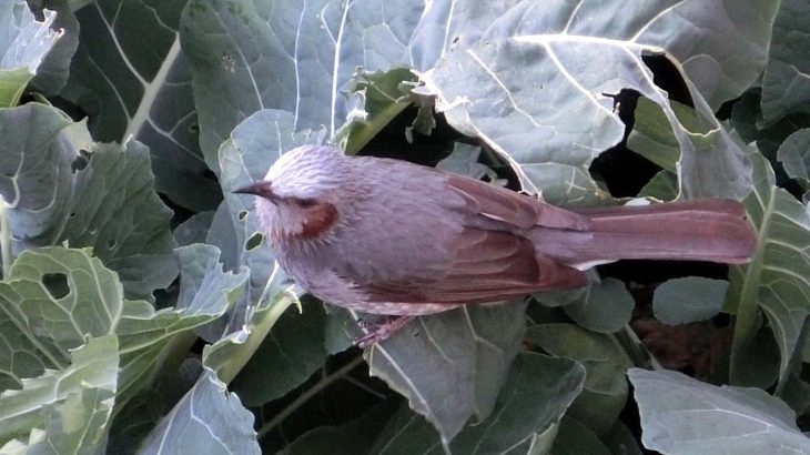 鳥害対策の決定版！防鳥ネットが役立つ場所とその効果を徹底解説