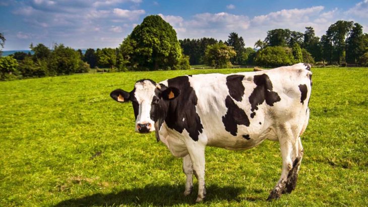 牛が主役の珍研究！イグノーベル賞の世界がモ～止まらない！