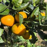【意外なほど簡単？】家庭菜園でみかんを育ててみよう。実は超初心者向けの果物！