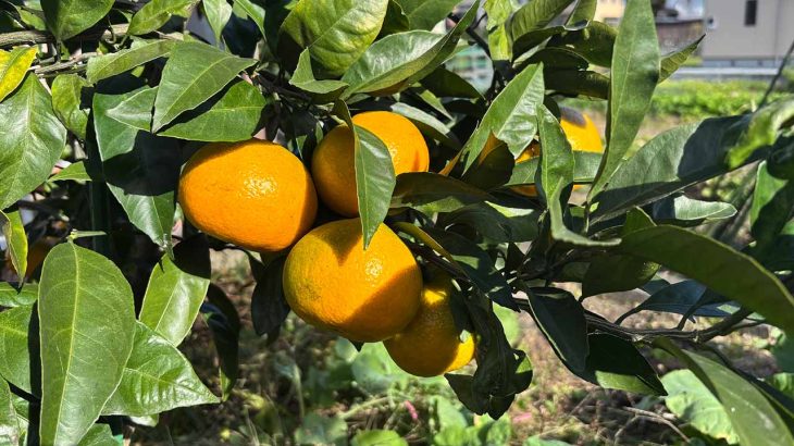 【意外なほど簡単？】家庭菜園でみかんを育ててみよう。実は超初心者向けの果物！