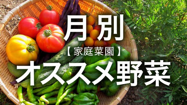月別でわかる！家庭菜園で「今」植えるオススメ野菜まとめ