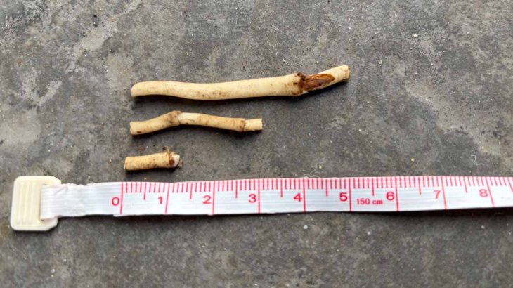 ドクダミの地下茎、1cmに切って植えてみた。この短さでも再生するのか？