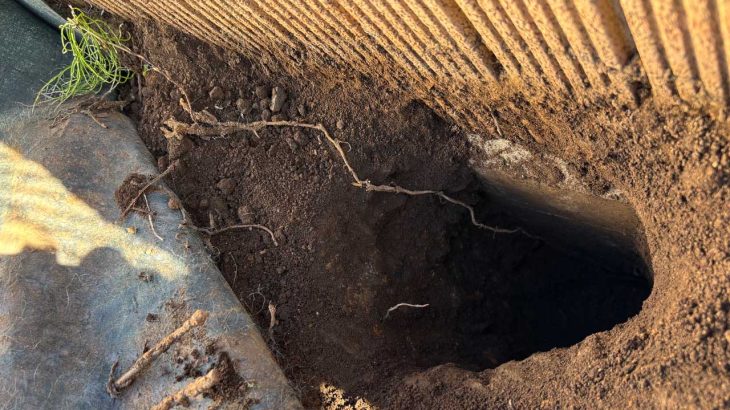 庭のスギナ掘ってみた。垂直60cmもの地下茎を「自分で育てていた」衝撃的事実