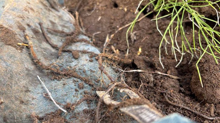 庭のスギナ掘ってみた。垂直60cmもの地下茎を「自分で育てていた」衝撃的事実