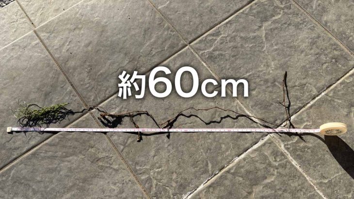 庭のスギナを掘ってみた。地下60cmまで伸びていた地下茎の実態【写真あり】