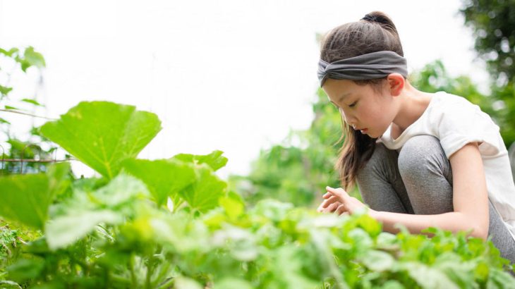 プロ農家向け資材を家庭サイズに！小規模・DIYでも使える小型農資材