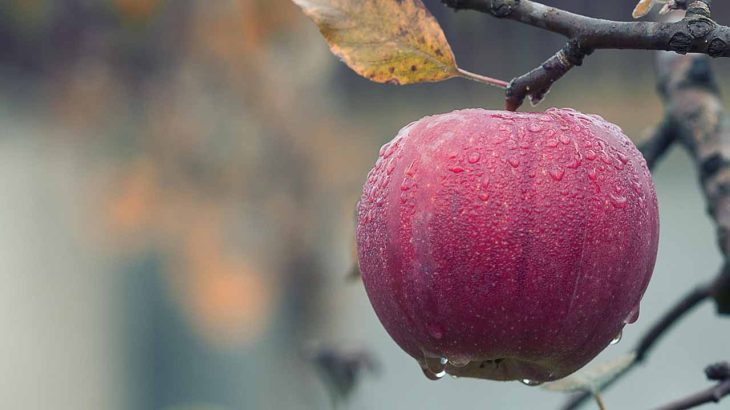 【果物の雨対策5選！】いちじく、桃、りんごなど雨に弱い果物の種類や共通点は？