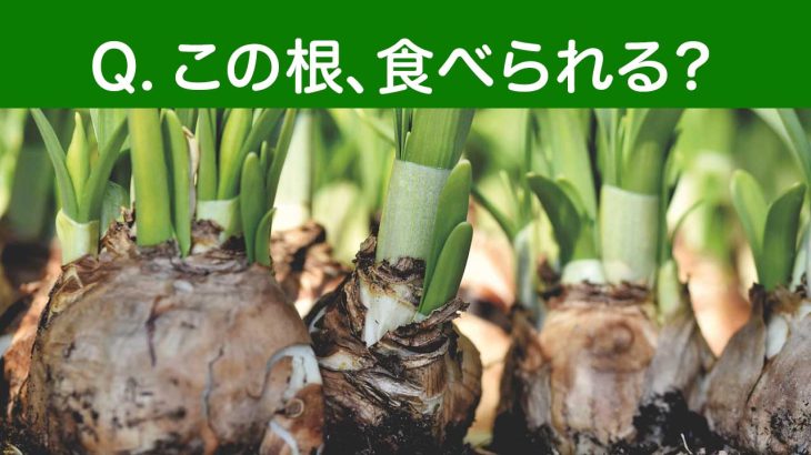この根、食べられる？最も誤食・食中毒が多い有毒植物「スイセン」