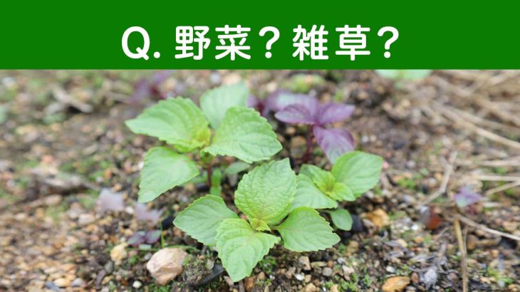 この芽、野菜？雑草？庭でよく見る正体不明の植物