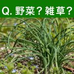その細い葉、今抜いていい？ニラによく似た芽の正体は