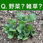 庭や畑に突然生えてきたこの芽、抜くべき？抜かない方がいい？