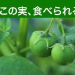 【ジャガイモの実】食べられる？ミニトマトに似た実の正体と注意点